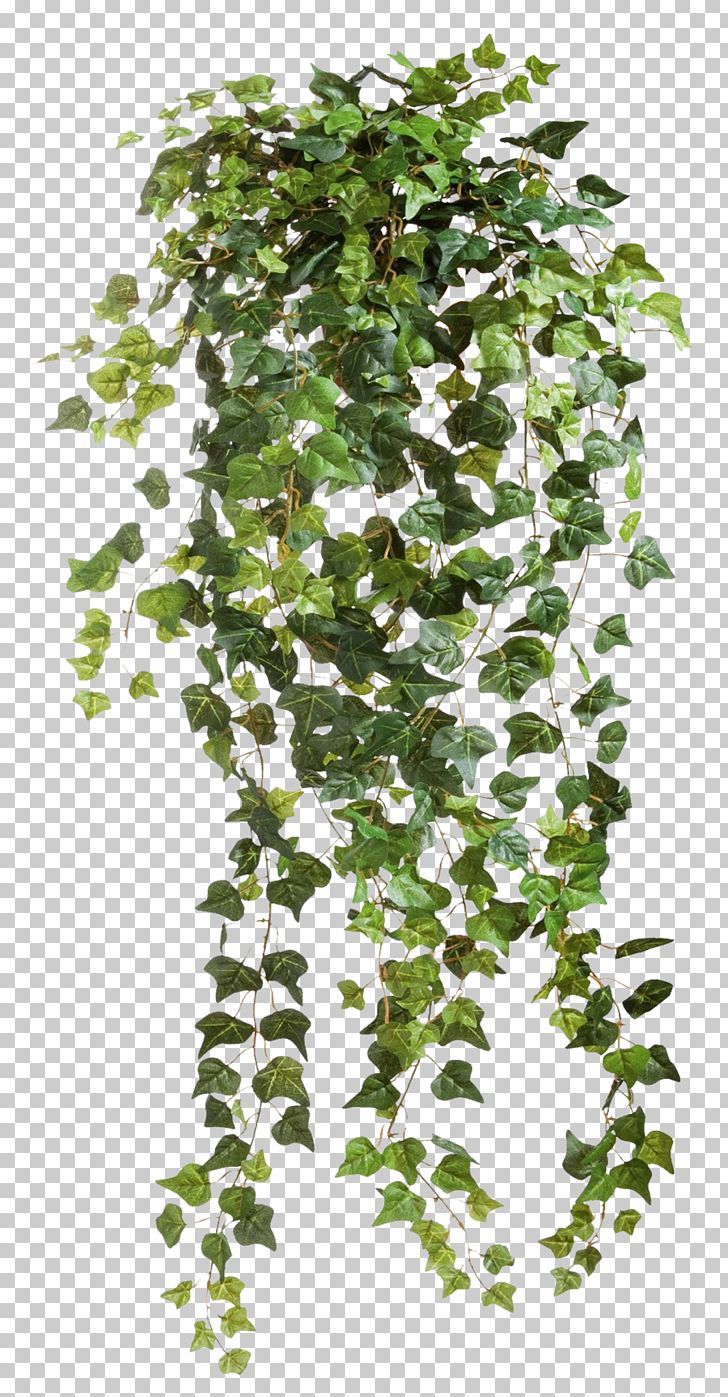 a plant with green leaves hanging from it