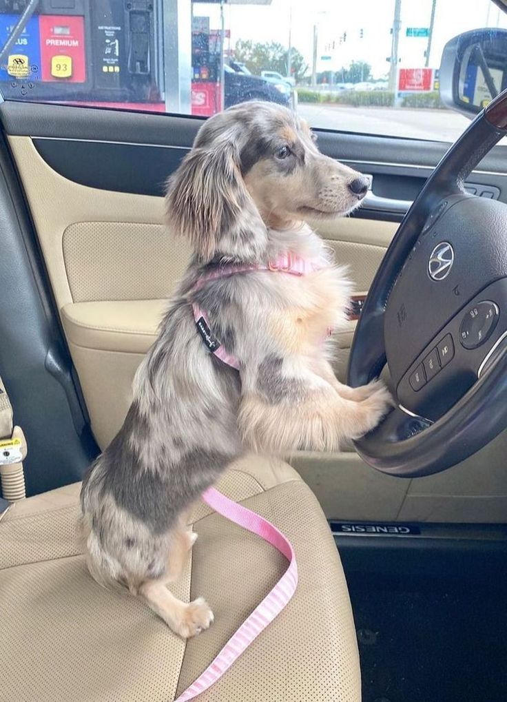 a small dog sitting in the driver's seat of a car with its paws on the steering wheel