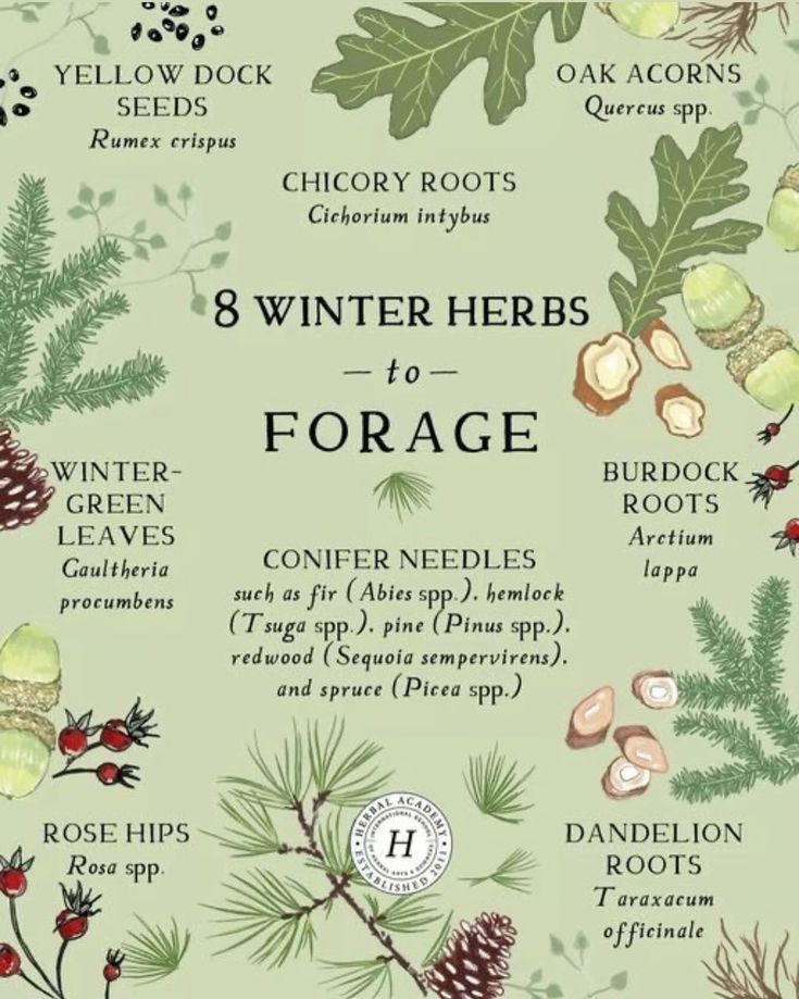 the winter herbs forage poster is shown in green and red colors with pine cones, berries