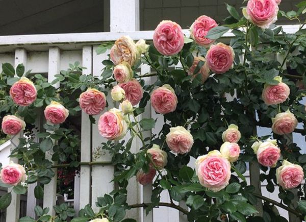 pink roses growing on the side of a white picket fence