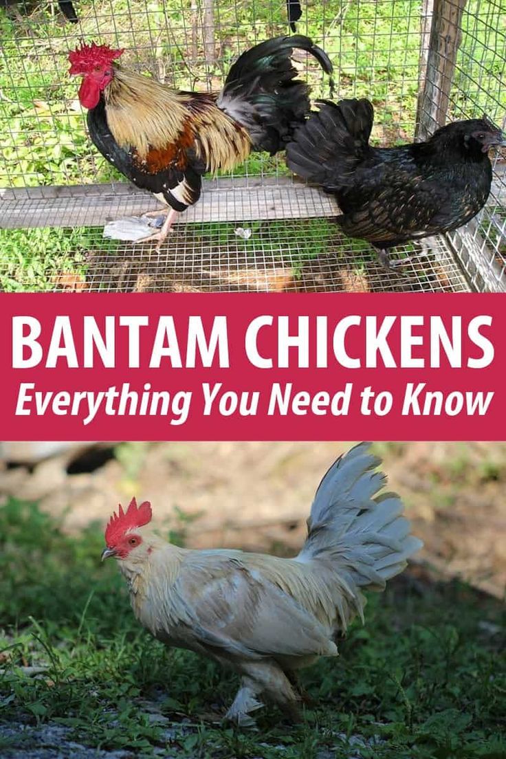 two chickens standing next to each other in a chicken pen with the words, batman chickens everything you need to know