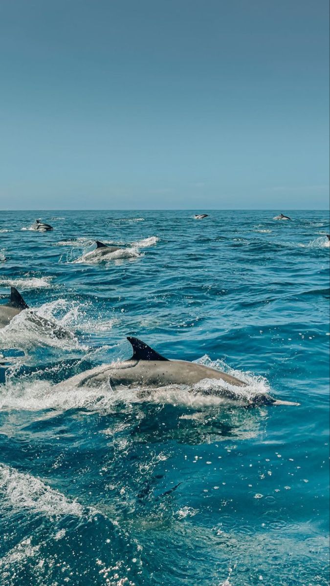 several dolphins swimming in the ocean together