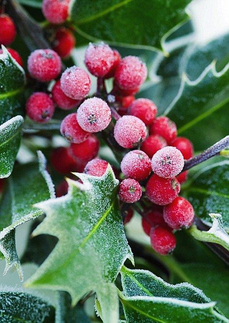 the berries are covered in frost on the tree