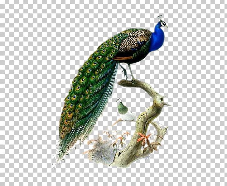 a peacock sitting on top of a tree branch with its feathers spread out and tail extended