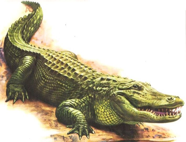 an illustration of a crocodile with its mouth open