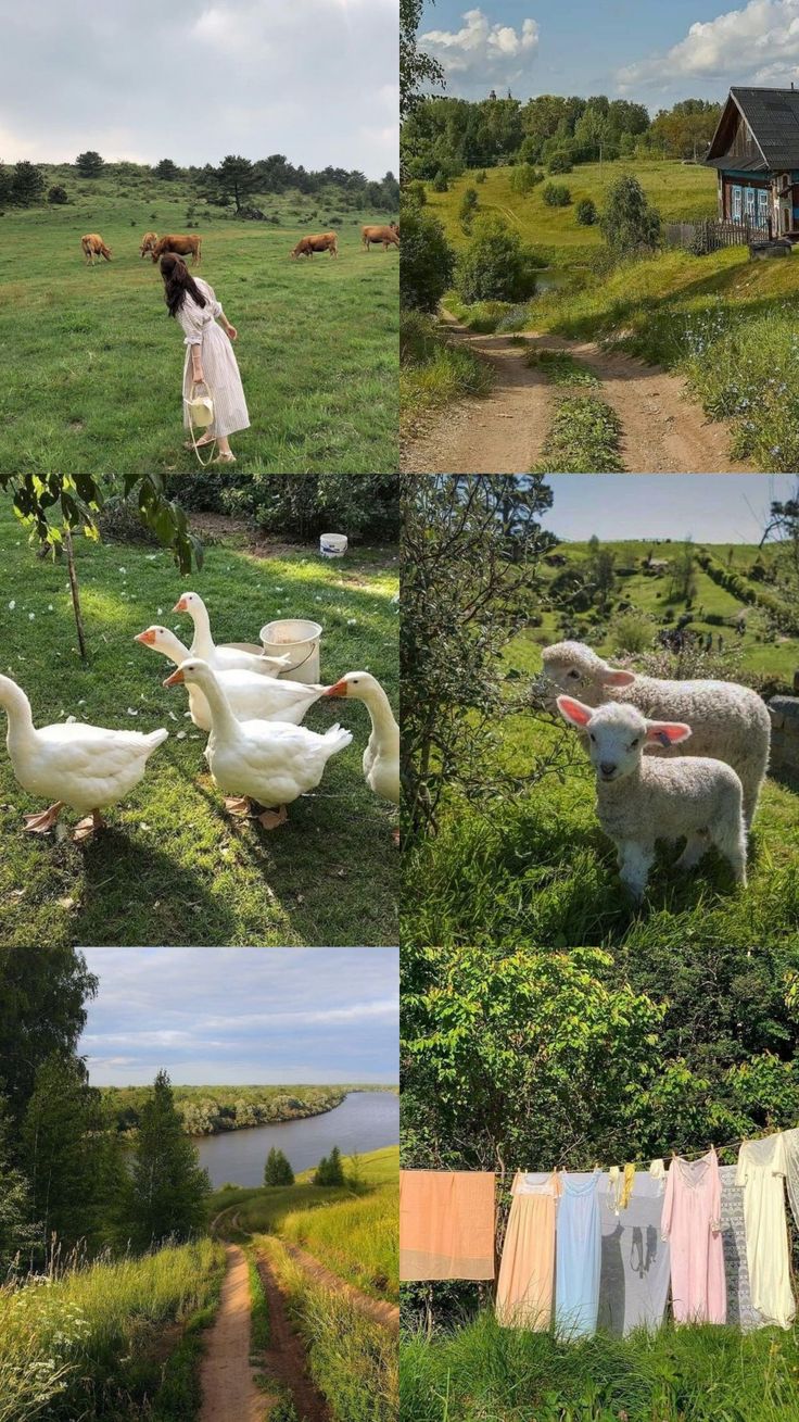 several pictures of farm animals and clothes hanging out to dry in the sun, along with an image of a woman