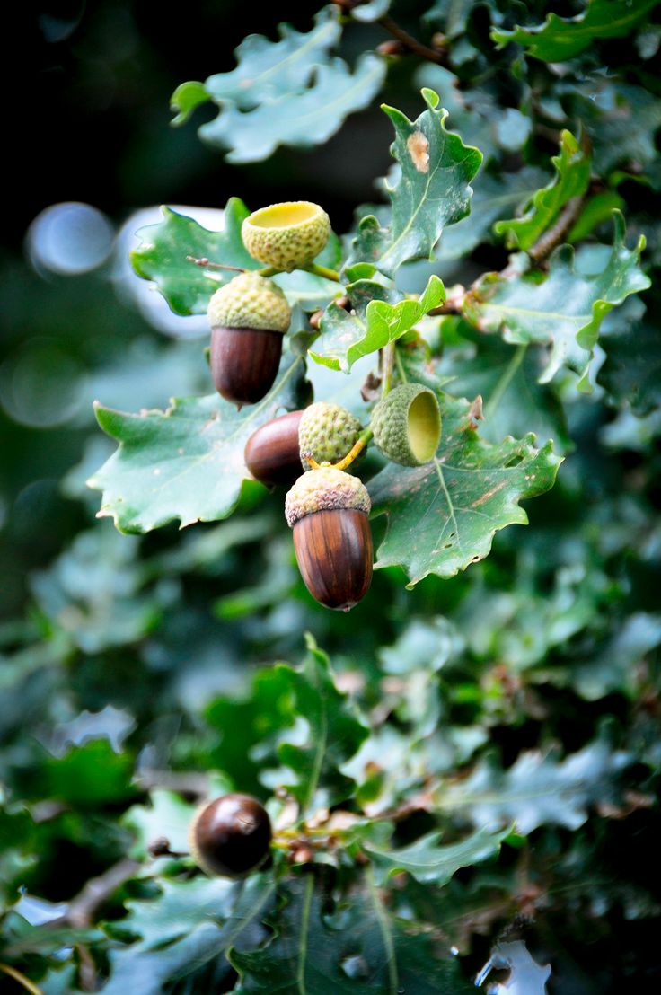 some acorns are growing on a tree branch