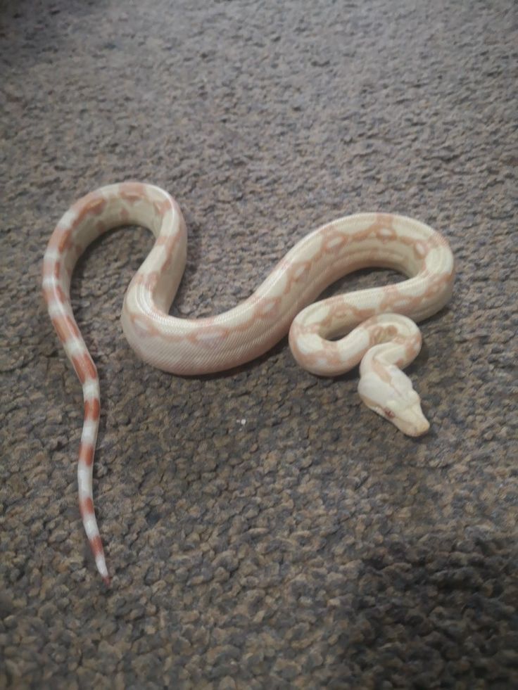 a white and orange snake laying on the ground