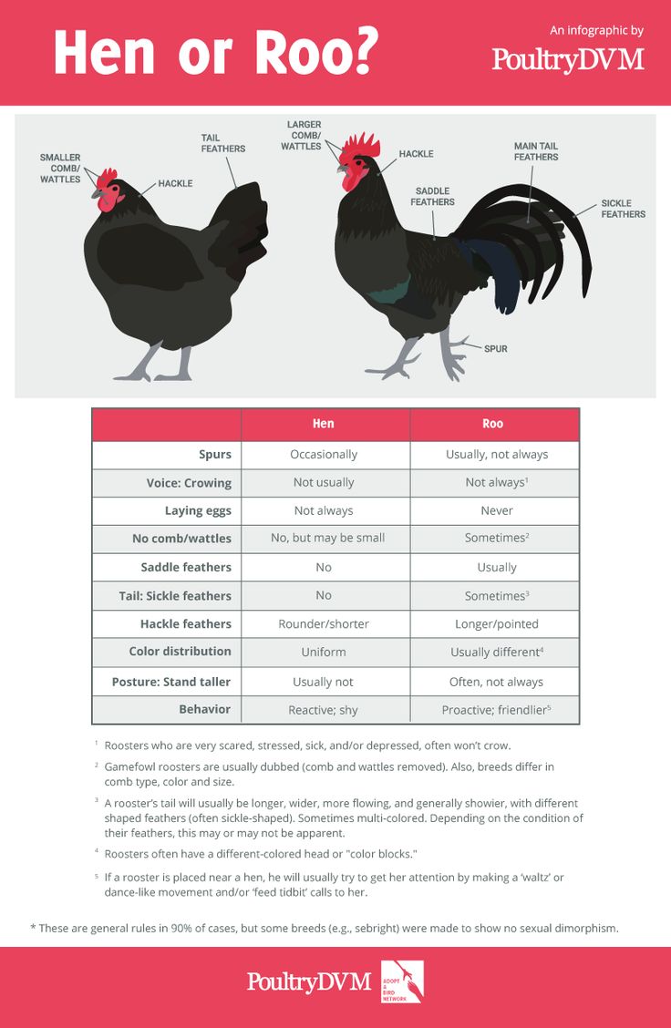 an info sheet describing the different types of hens and roosters in each region