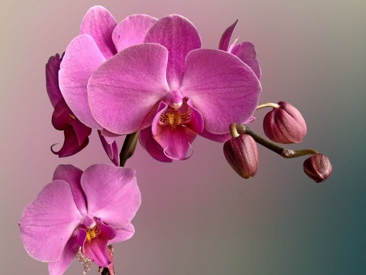 Orchid Drawing, Orchid Photography, Orchid Tattoo, Orchid Centerpieces, Pink Orchids, Purple Orchids, Orchid Care, Beautiful Orchids, Orchid Plants