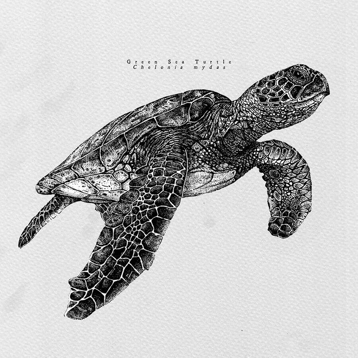 a black and white drawing of a sea turtle