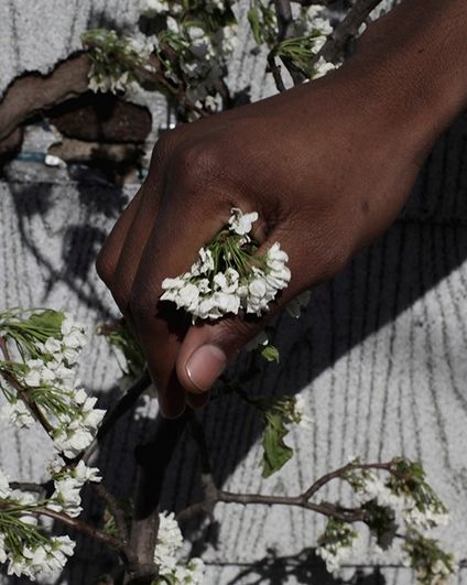 a hand reaching for some white flowers on a tree branch in front of someone's arm