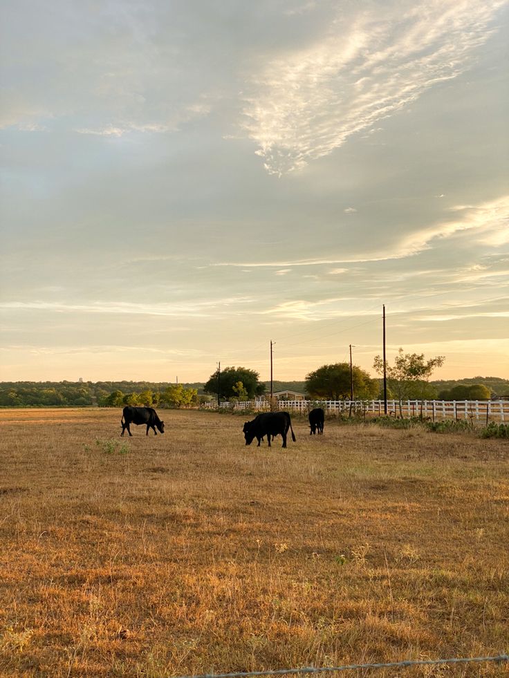 three cows grazing in an open field at sunset