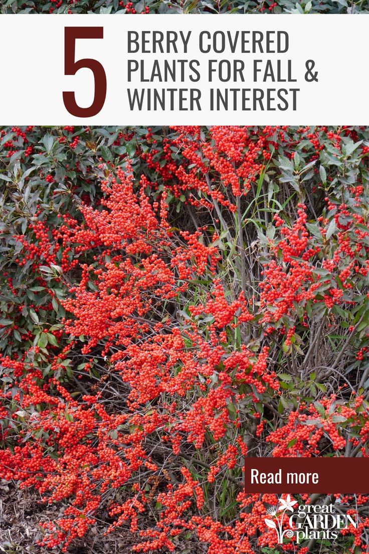 red berries growing on the side of a bush with text overlay that reads 5 berry covered plants for fall and winter interest