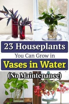 vases with flowers in them and the words 25 houseplants you can grow in