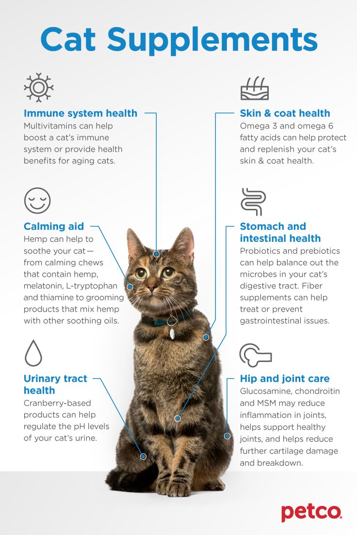 a cat sitting on top of a white floor next to an info sheet with instructions