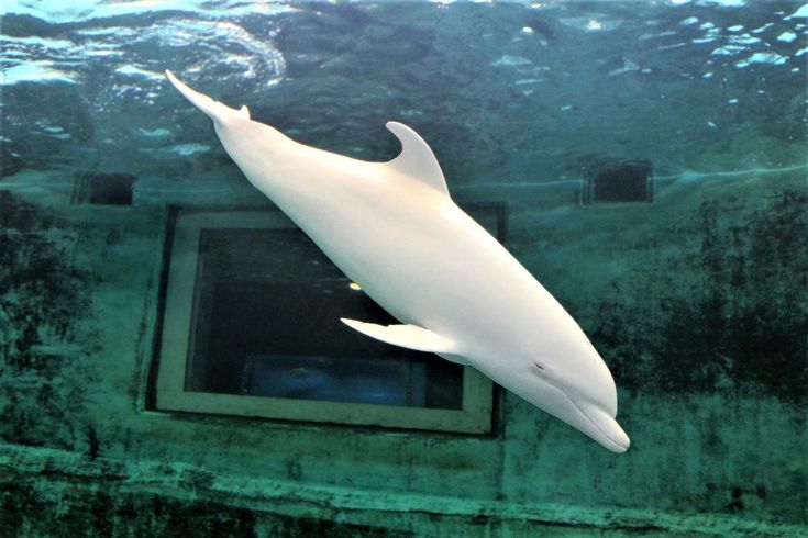 a large white shark swimming in the water near a window with an open door on it's side