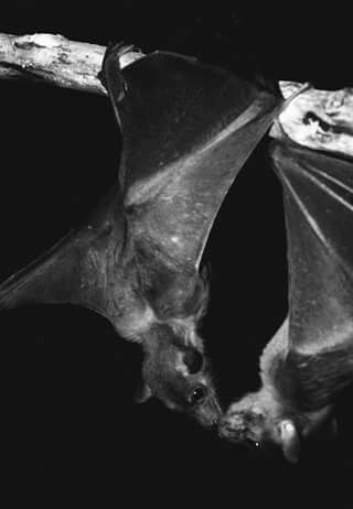 a black and white photo of a bat hanging upside down