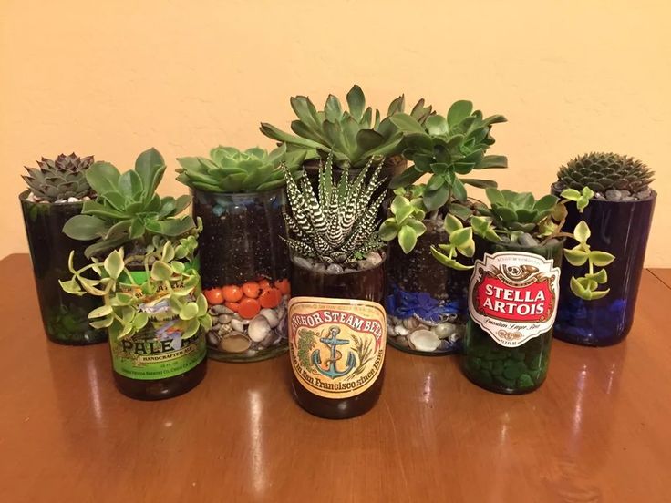 there are many plants and beer bottles on the table