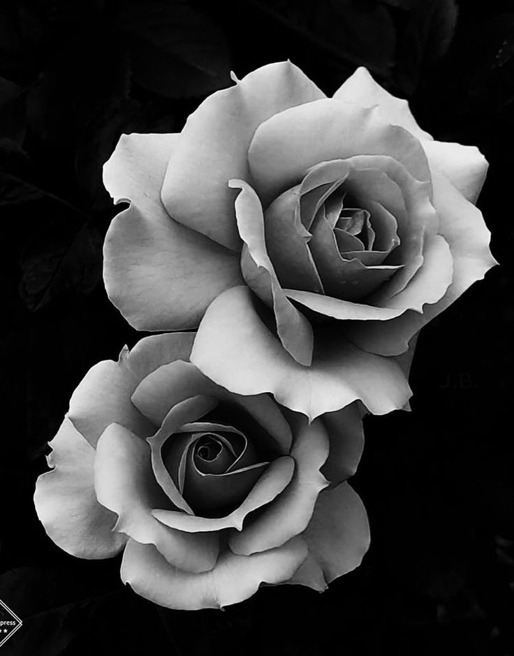 black and white photograph of two roses