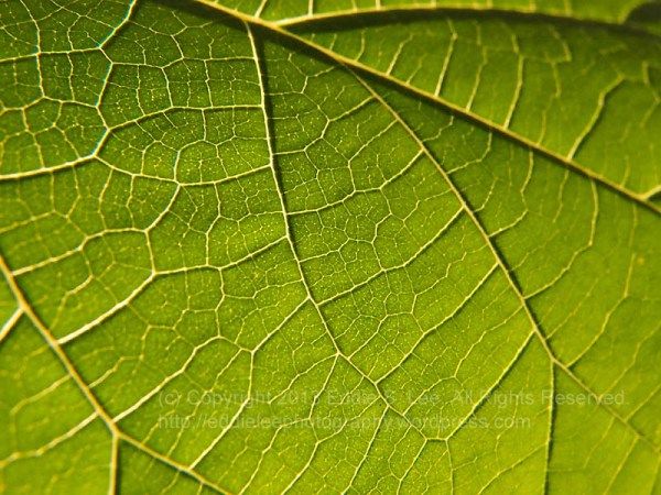 close up view of a green leaf