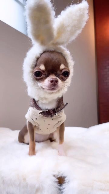 a small chihuahua dog wearing a white bunny ears hat on top of a fur covered bed