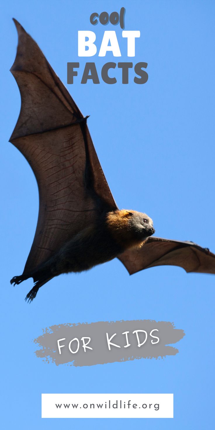 a bat flying through the air with text overlay that reads cool bat facts for kids