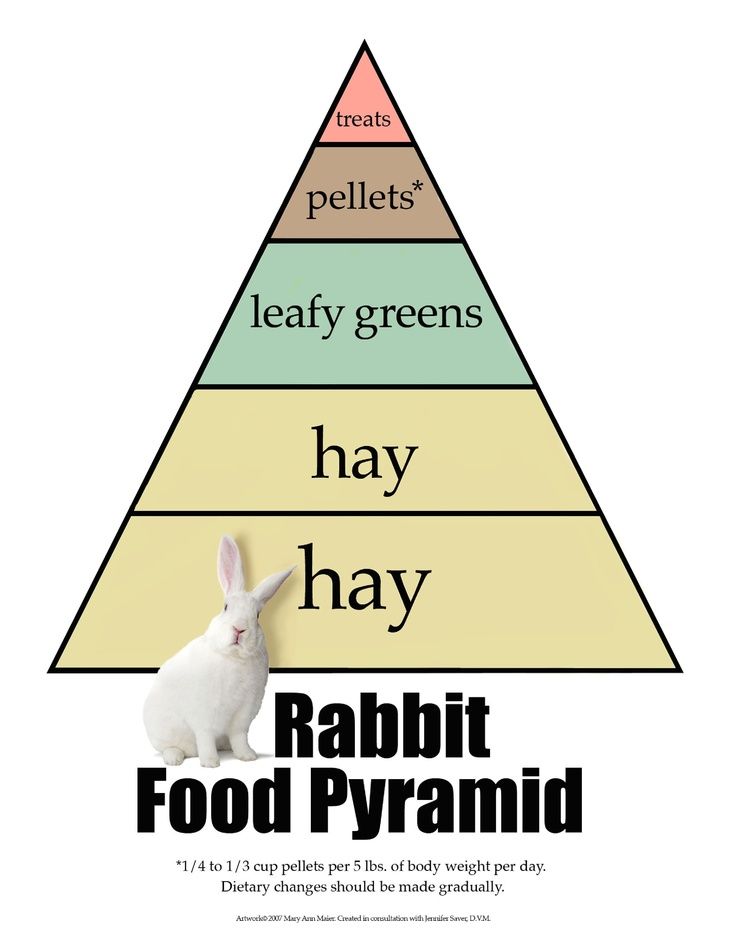 the rabbit is standing in front of a pyramid that says hay hay, rabbit food pyramid