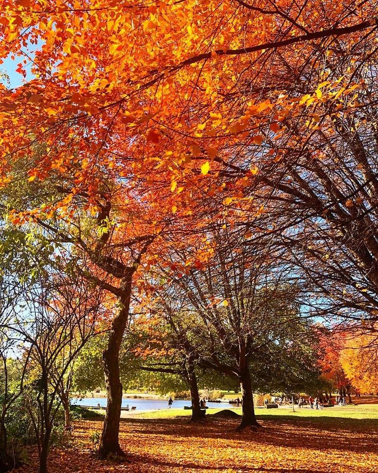 trees with orange leaves on the ground and water in the background