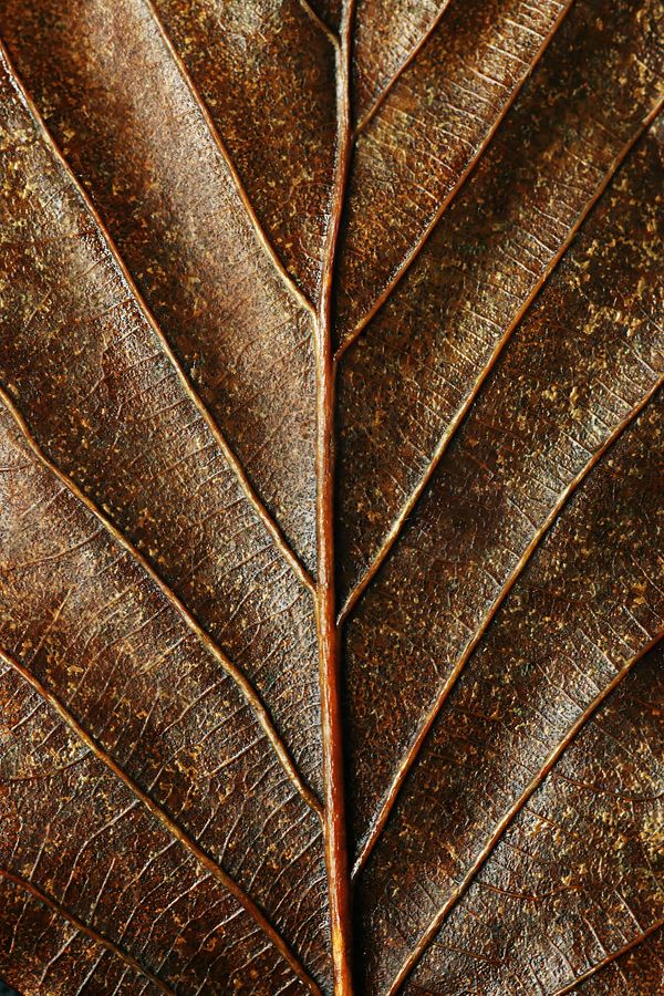 the underside of a large leaf with brown spots