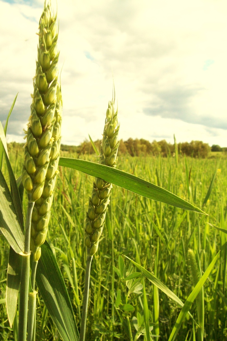 some green plants in the middle of a field