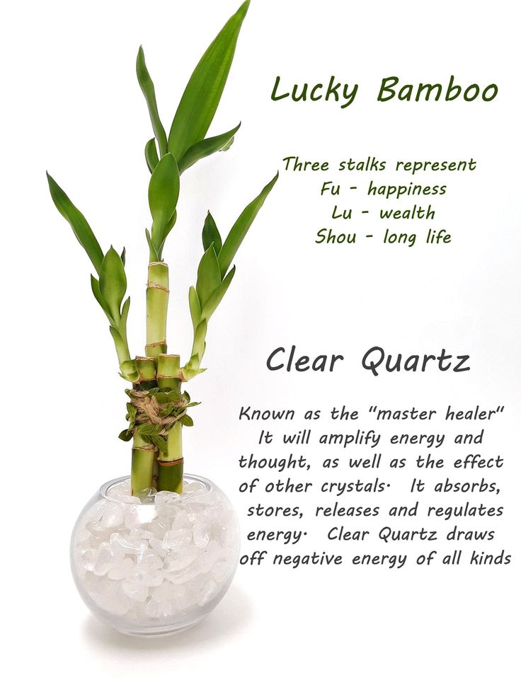 the lucky bamboo plant is in a clear vase filled with water and ice cubes