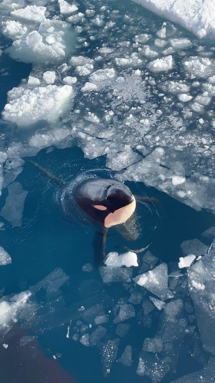 an orca swimming in the water surrounded by ice floes and chunks of snow