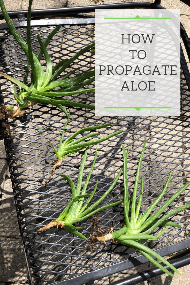 how to propagate aloe plants in a wire basket with text overlay that reads, how to propagate aloe