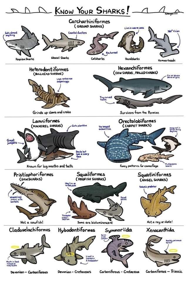 an image of different types of sharks