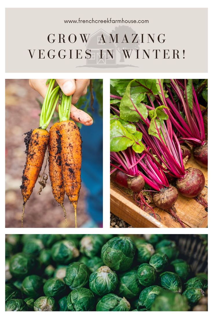 some vegetables that are growing and being held by someone's hand with the words grow amazing veggies in winter