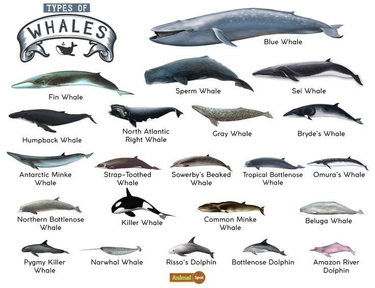 the different types of whales and their names