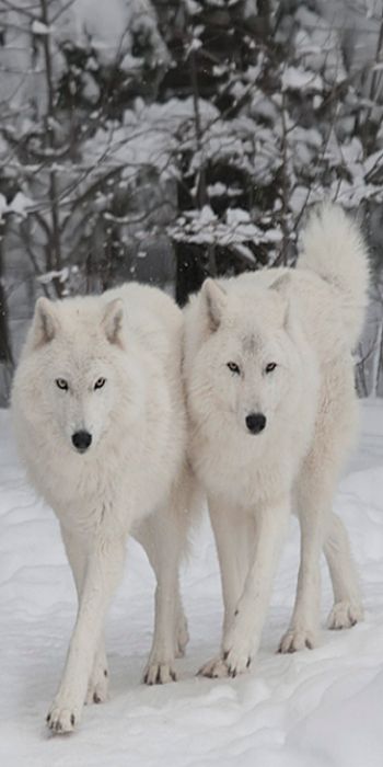 two white wolfs standing next to each other in the snow with trees behind them