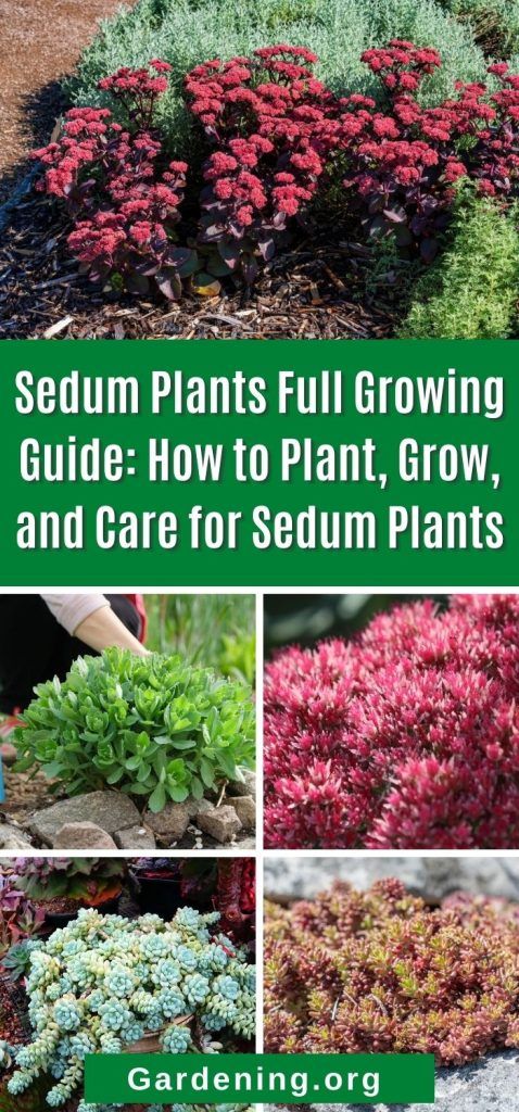 various plants with the title sedum plants full growing guide how to plant, grow and care for sedum plants