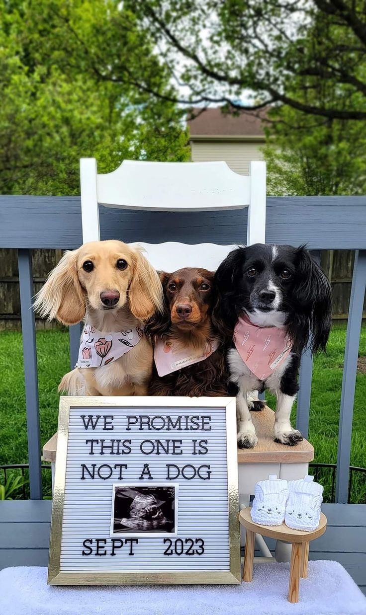 Pregnancy Announcement with sign and ultrasound with pet dogs Baby Announcement For Family, Dog Reveal Ideas, Easy Baby Announcement Ideas, Announcement Ideas, Pet Baby Announcement, Baby Announcement To Coworkers, Dog Gender Reveal Ideas, First Grandchild Announcement, Baby Pregnancy Announcement