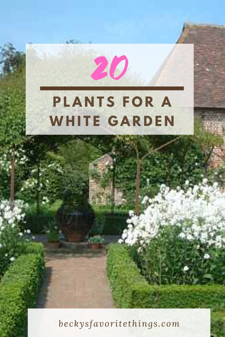 the words plants for a white garden are in front of some hedges and bushes with white flowers