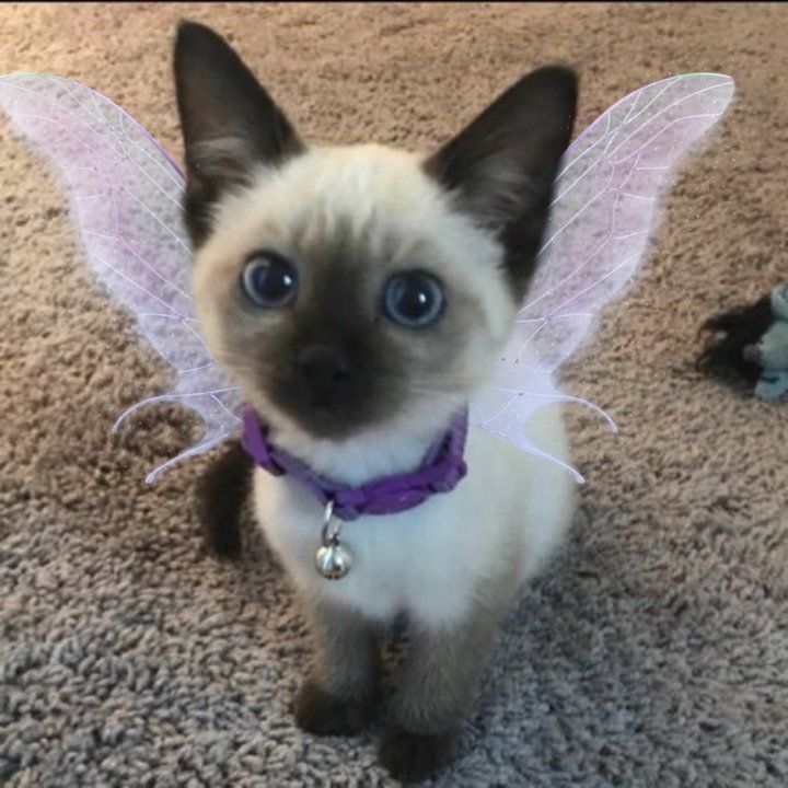 a siamese cat dressed up as a fairy