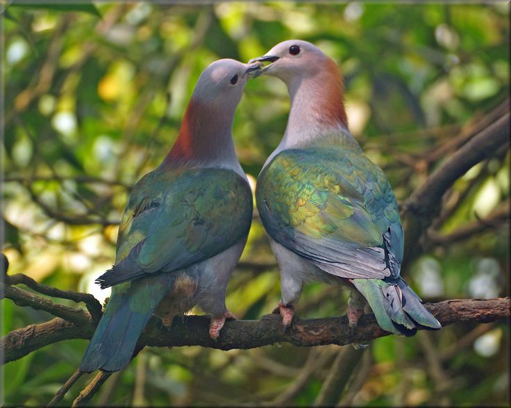 two colorful birds sitting on top of a tree branch