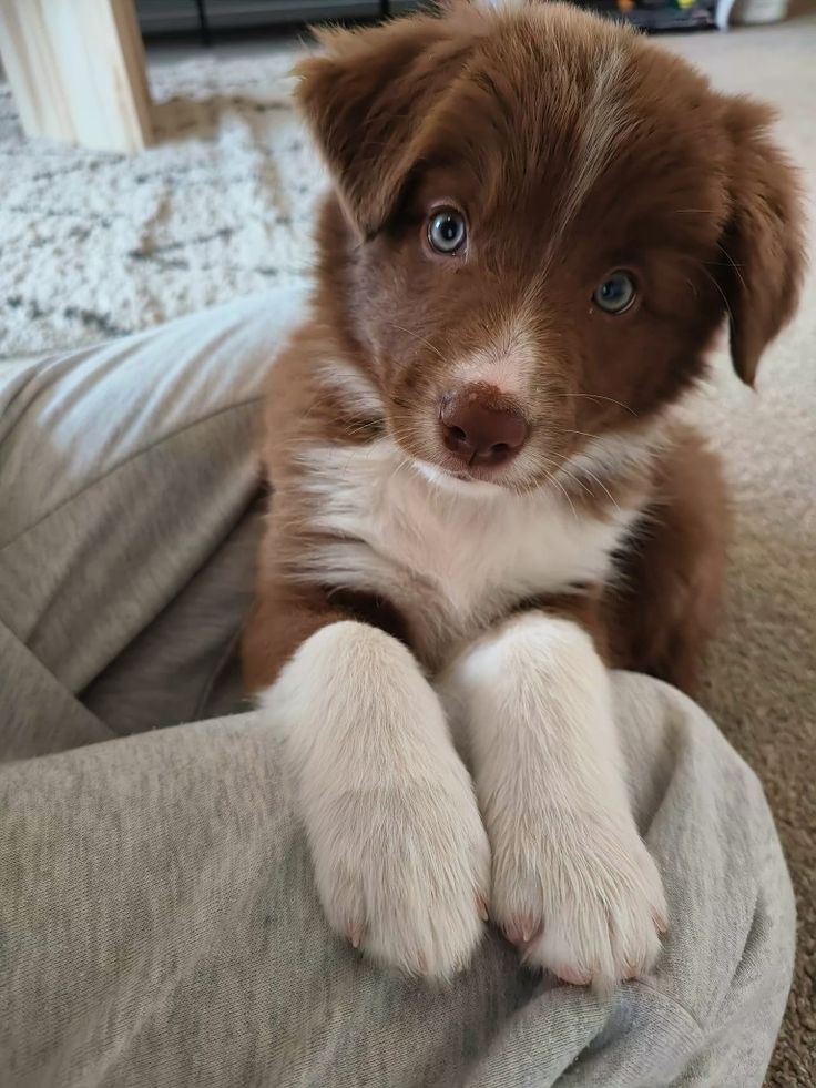 Brown border collie puppy
#puppy #bordercolliepuppy #cutepuppy #blueeyedpuppy Brown Border Collie Puppy, Brown Border Collie, Border Collie Puppy, Collie Puppy, Brown Border, Aussie Puppies, Brown Puppies, Border Collie Puppies, Aussie Dogs