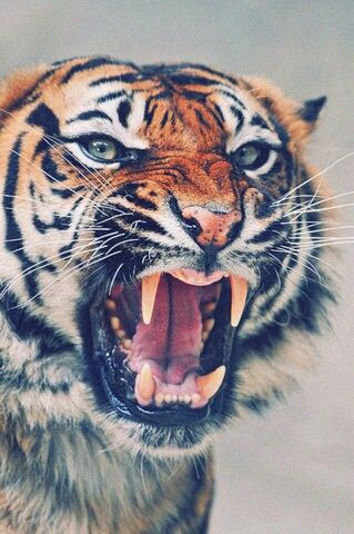 a tiger with its mouth open showing teeth