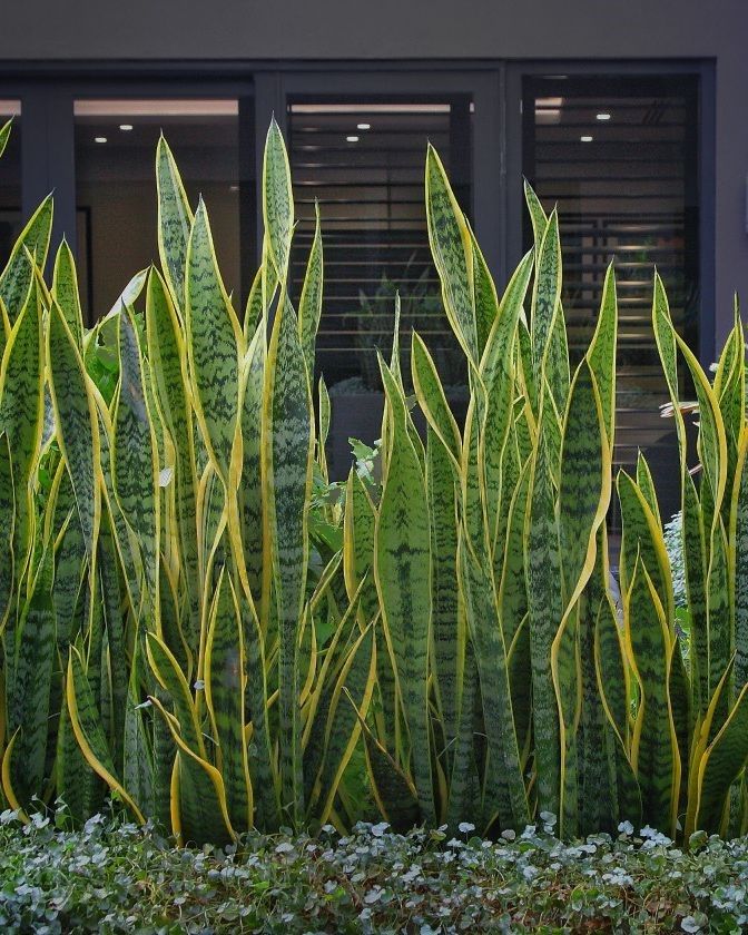 green and yellow plants in front of a building