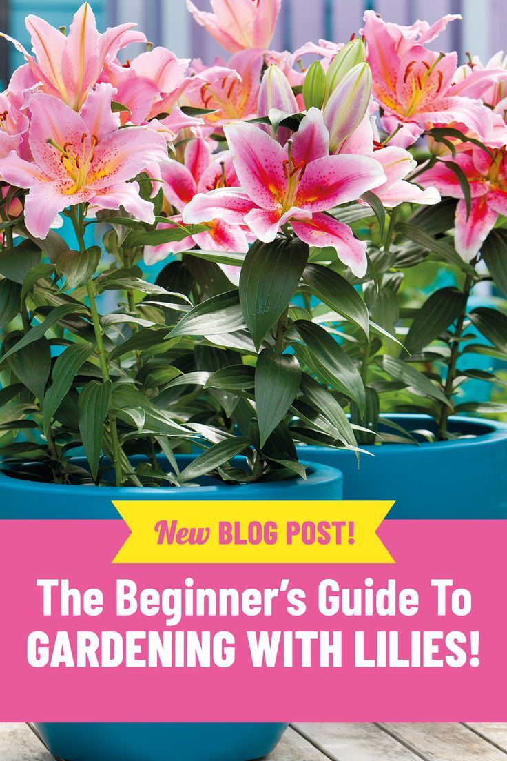 the beginner's guide to gardening with lilies