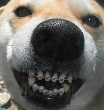 a close up of a dog's teeth and mouth with braces on it