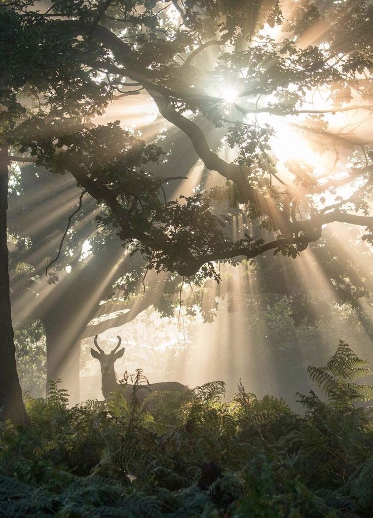 the sun shines through the trees and leaves as deer graze in the forest