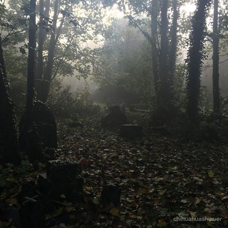 the sun shines through the foggy trees and leaves on the ground in the woods